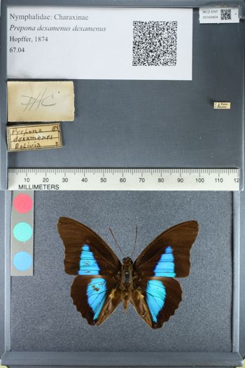 Media type: image;   Entomology 163404